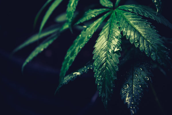 Varför är CBD är lagligt, om cannabis inte är det?